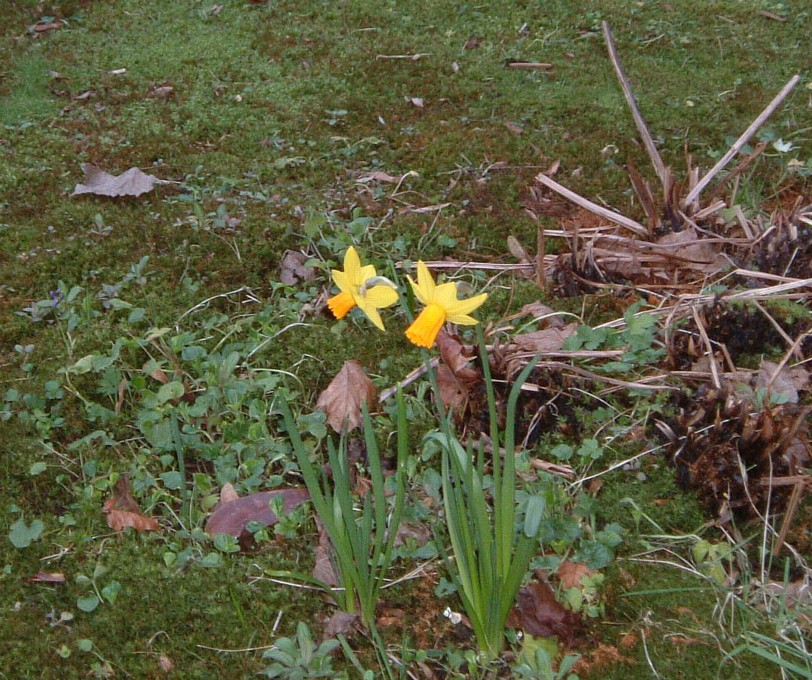 Small daffodils on dark spring day