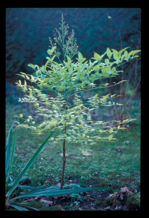 Heavenly bamboo (Nandina domestica)