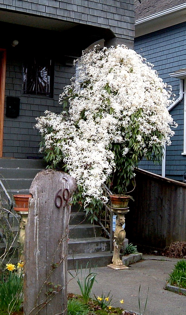 Evergreen Clematis Evergreen Clematis