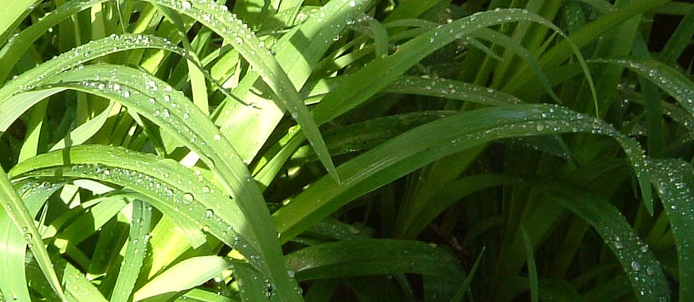 Raindrops on lilies