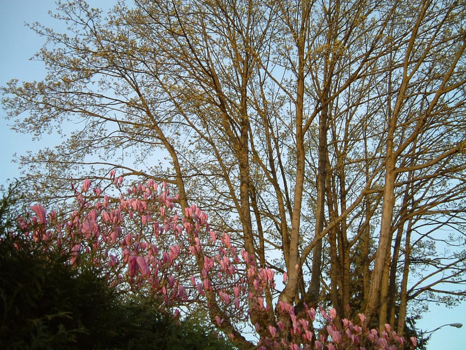 Hedge, magnolia, maple