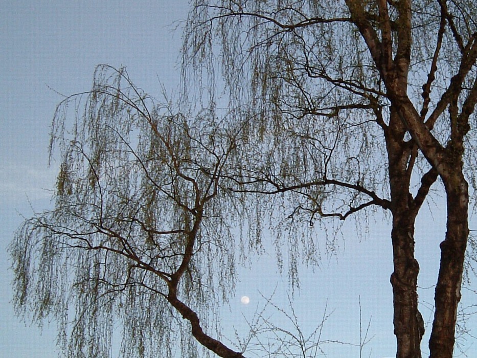 Moon in willow branches