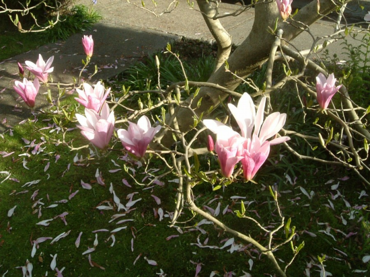 Magnolia blooms over grass