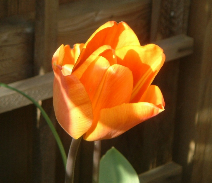 orange tulip, close-up