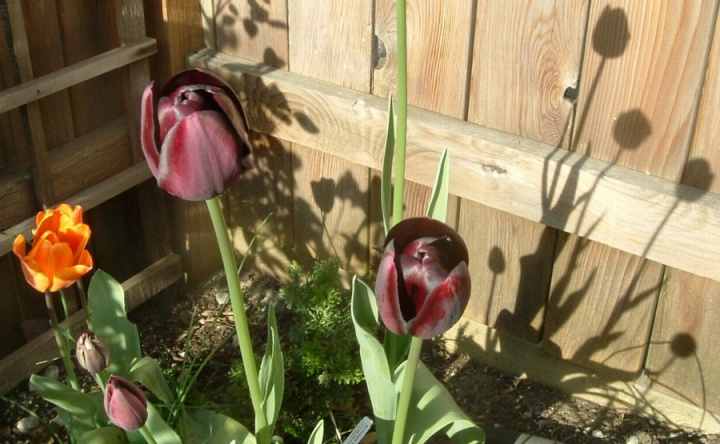 Tulips with shadows