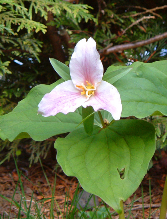 Trillium bloom with dusting of pink.