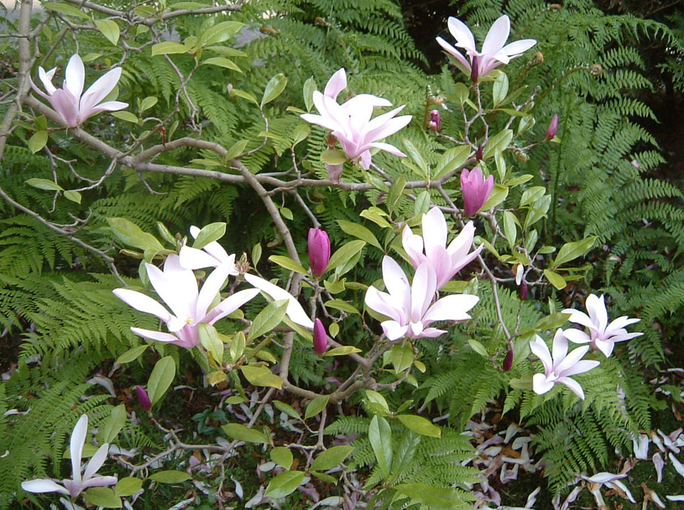 magnolia blooms, green background