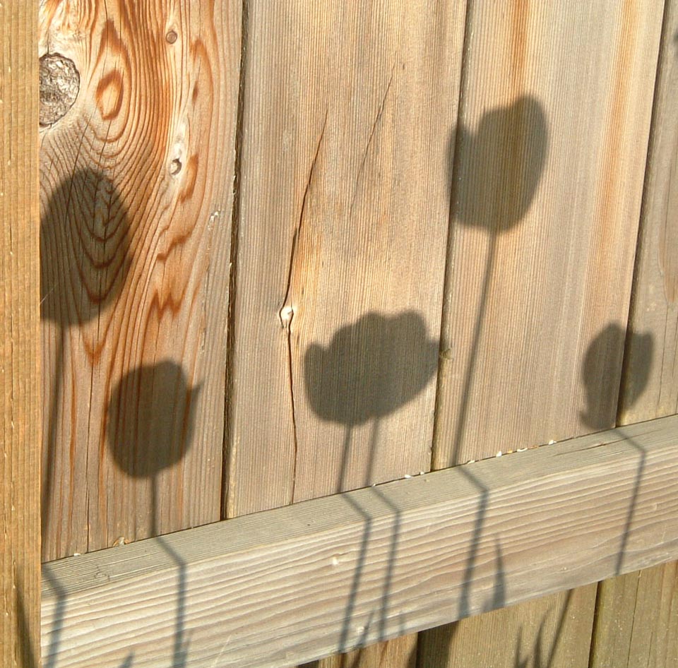 Tulip shadows on cedar