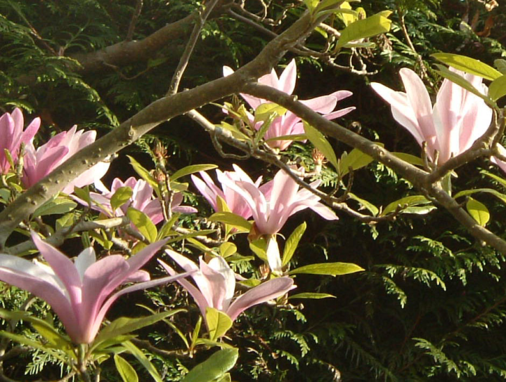 magnolia blooms, green background, illuminated
