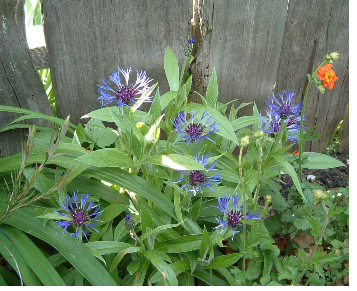 Cornflowers