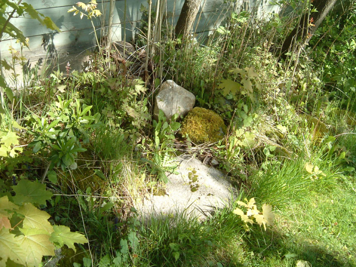Miscellaneous organic jumble by a fence Miscellaneous organic jumble by a fence