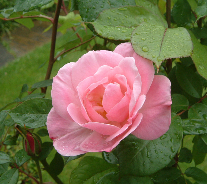 A wet pink rose