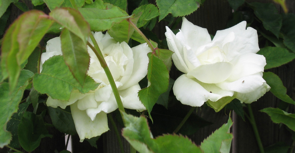 Mme Alfred Carriere blooms, in foliage