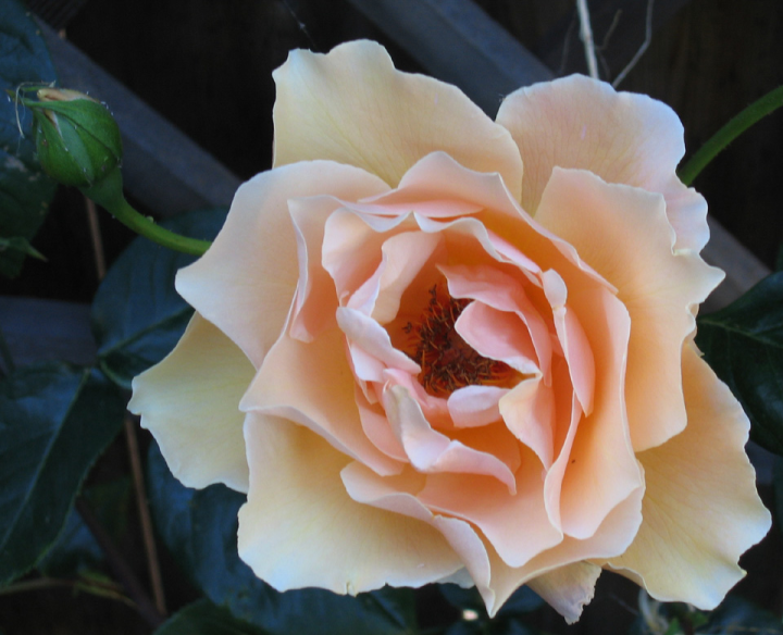Royal Sunset rose bloom