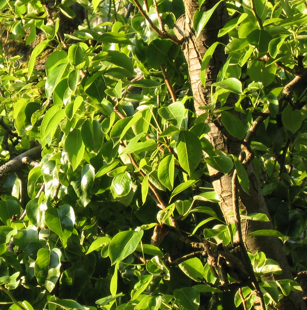 Pear-leaves in the sun of a happy afternoon