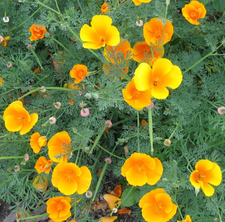 bright orange poppies