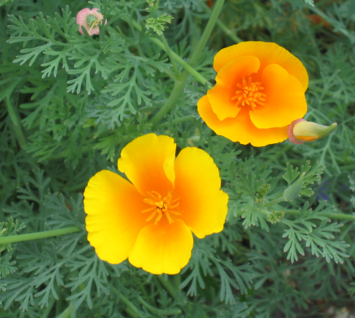 BIG image of two orange poppies