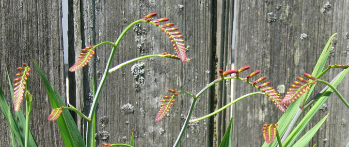 Crocosmia