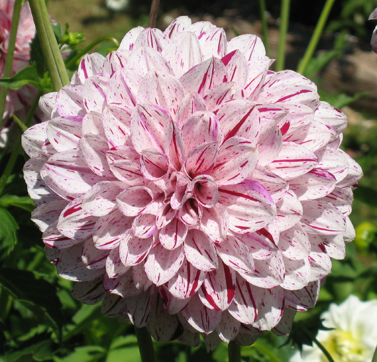 Red/white streaked Dahlia