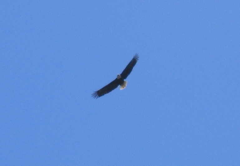 Bald eagle