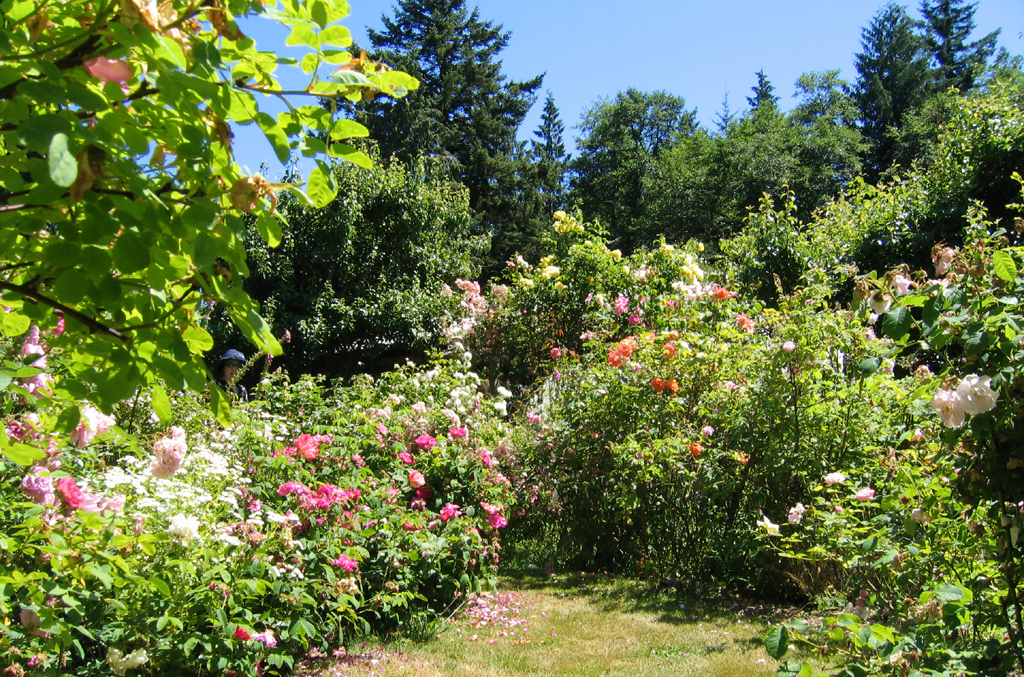 Roses at the Old Rose Nursery