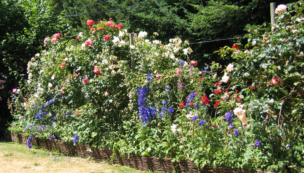 Roses at the Old Rose Nursery - 5