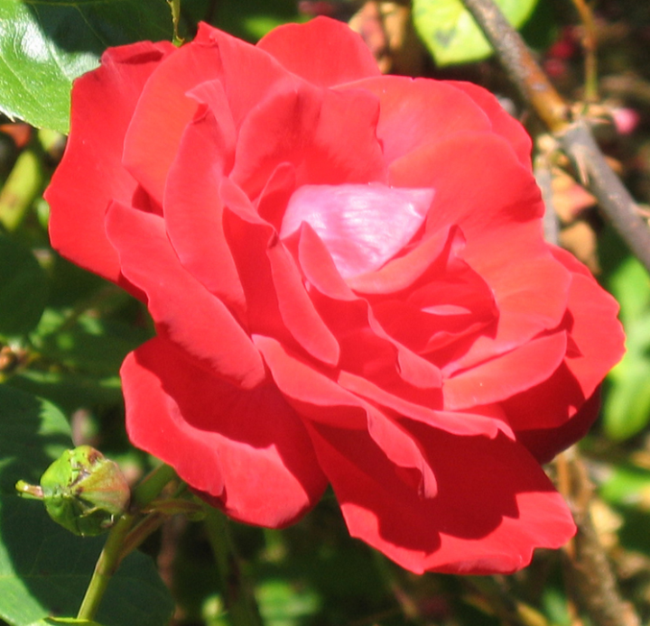 Red rose \