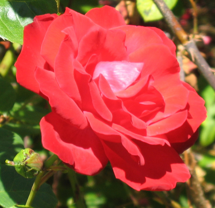 Red rose 