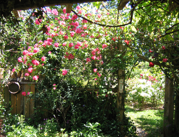 Roses at the Old Rose Nursery - 2