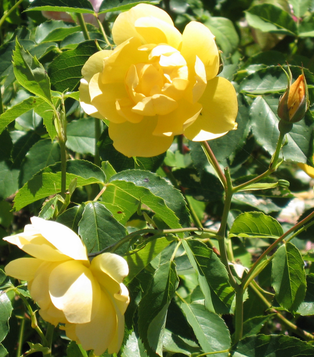 Roses at the Old Rose Nursery - 3