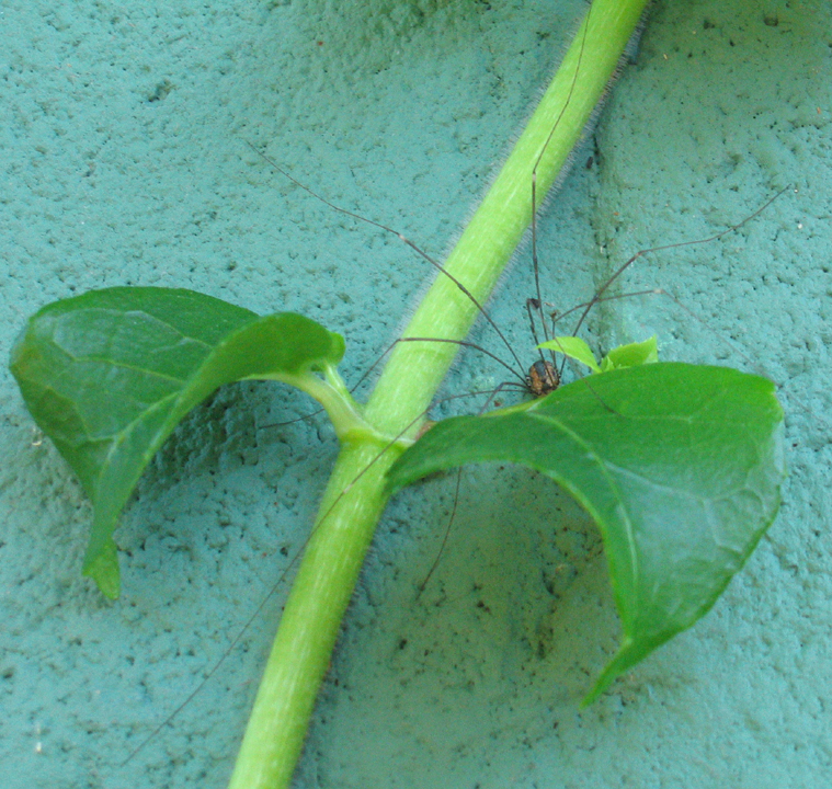 Daddy Longlegs on climbing hydrangea