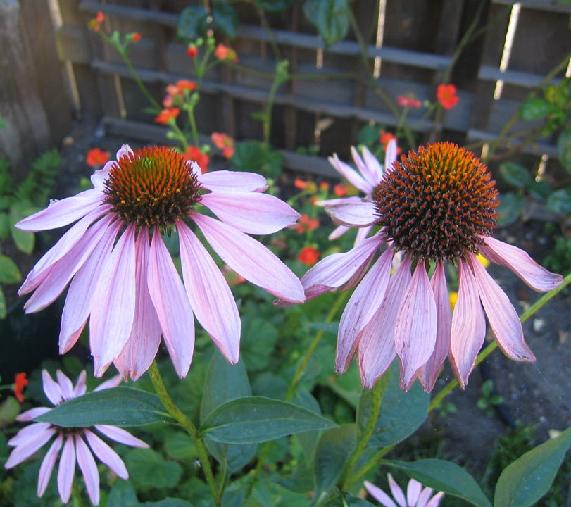 Close-up of mostly-pink flower