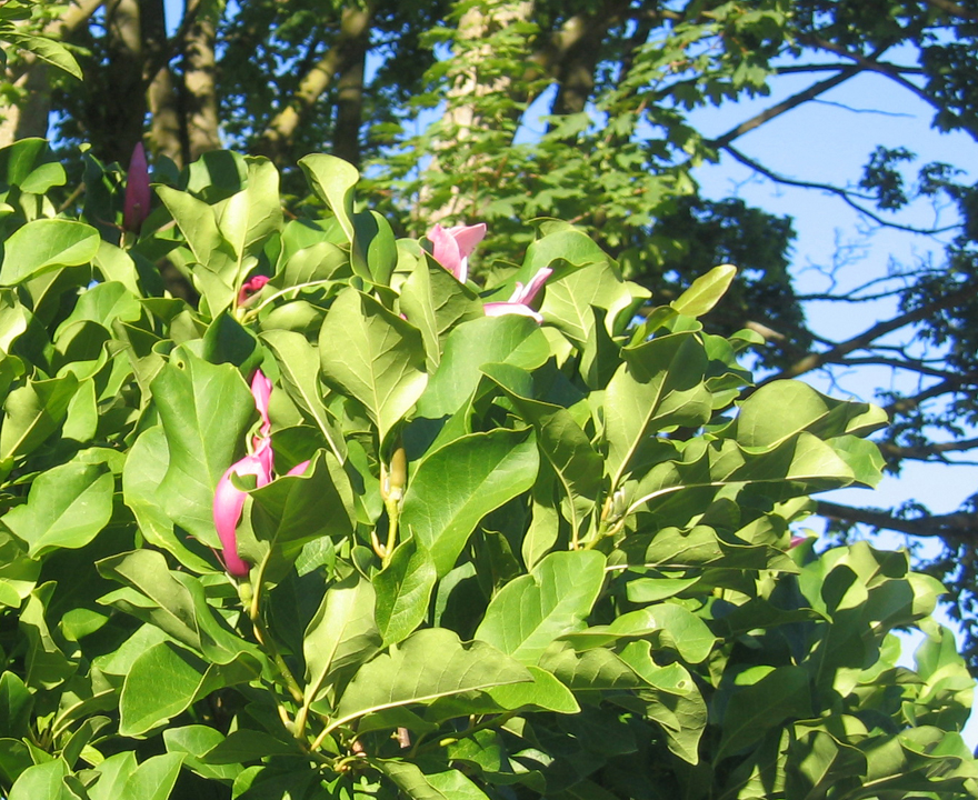 Late blooms on the Magnolia