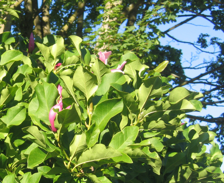 Late blooms on the Magnolia