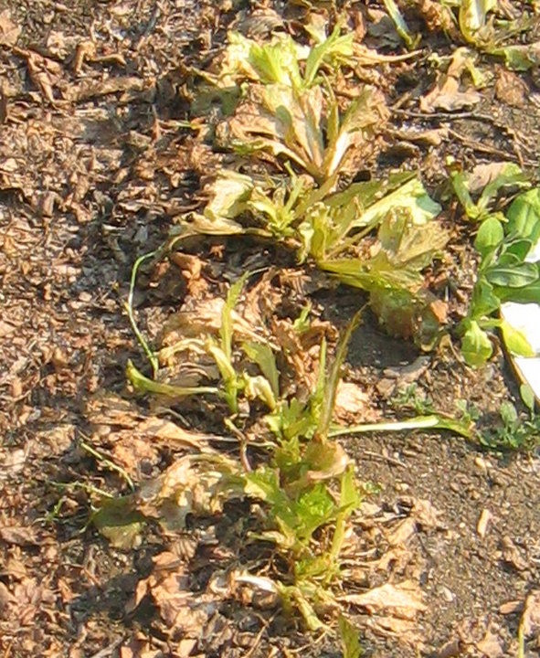 The remains of grasshopper-devastated Romaine lettuce in a Saskatchewan garden