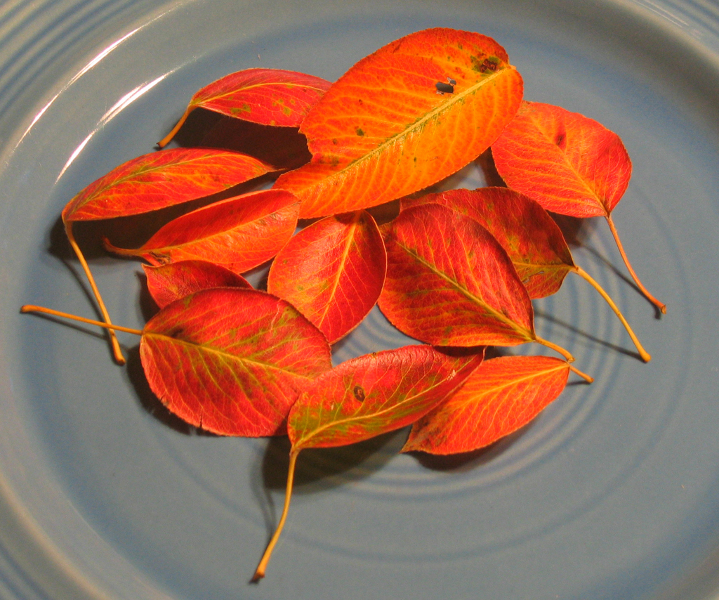 Red pear leaves