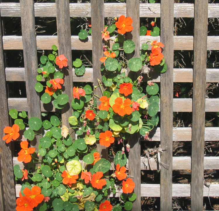 Nasturtiums in a cedar lattice