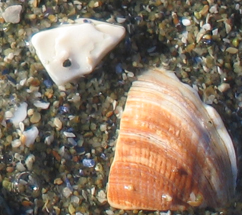 Sand close-up with two shells