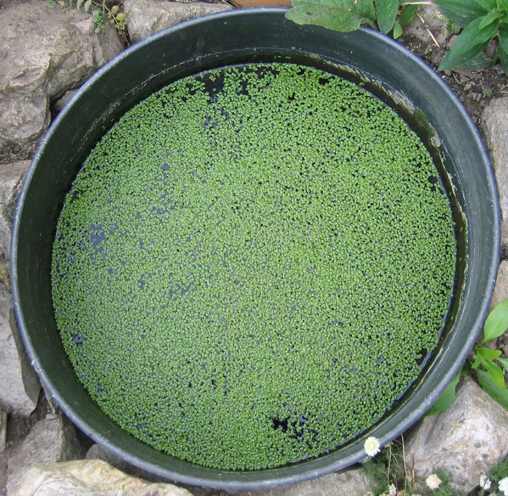 Water plants at Lilac Cottage