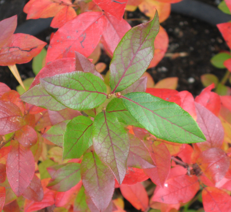 Red blueberry leaves