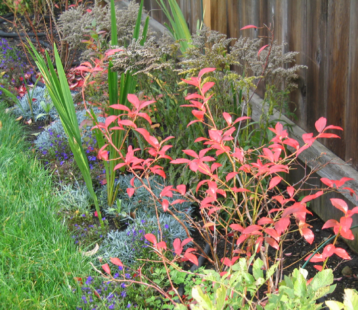 Red blueberry leaves in a bed of autumn colours