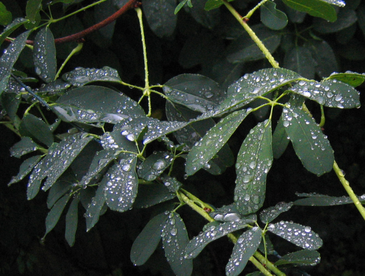 Wet Akebia leaves