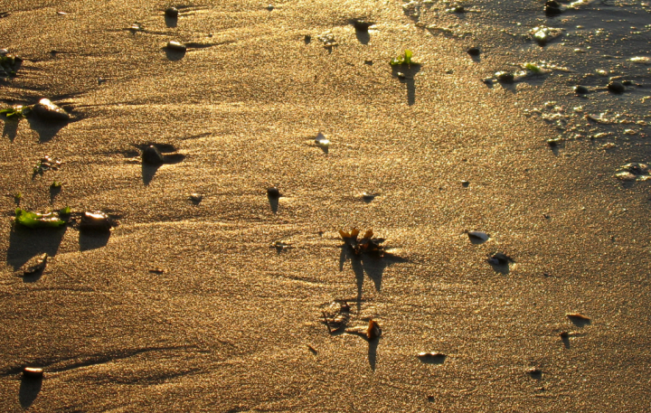 The sun reflects at a low angle off the sand