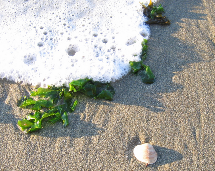 Seafoam, seaweed, and a shell in slanting light