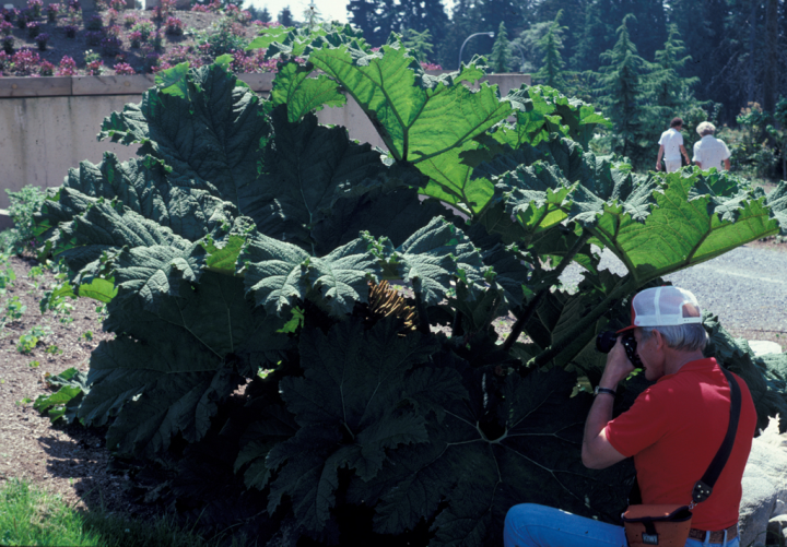 Bill Bray photographs a Gunnera