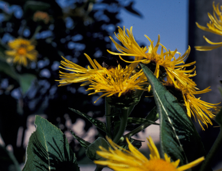 Yellow flower in sunshine Yellow flower in sunshine