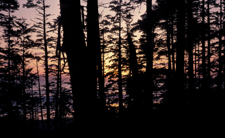 Pacific Rim sunset through the trees