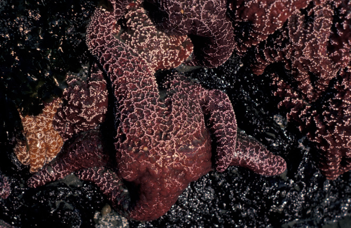Close-up of starfish