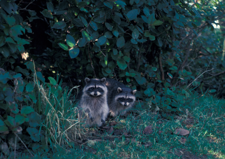 Two Raccoons on the Pacific Rim