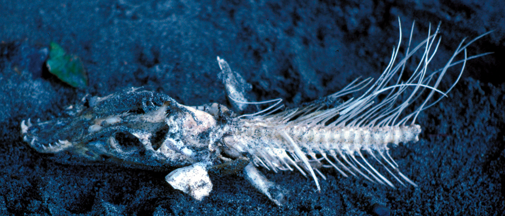 Fish skeleton on the beach